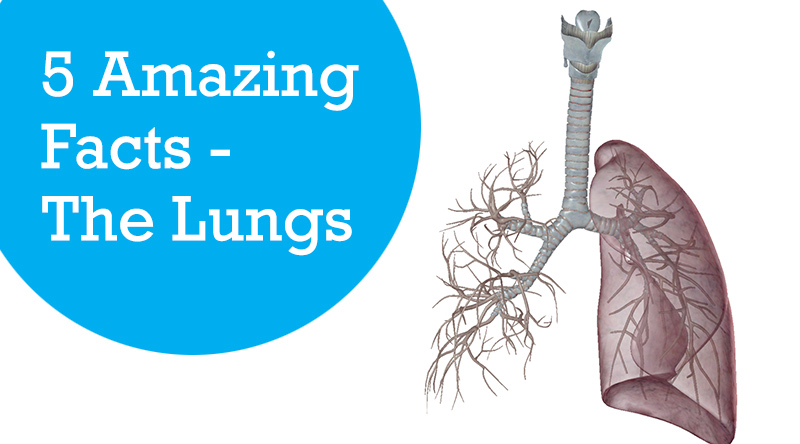 5 Amazing Facts - The Lungs